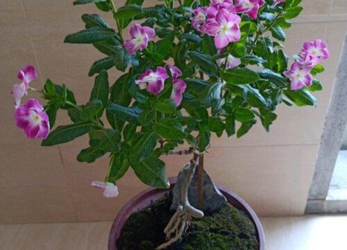 长春花土配制方法