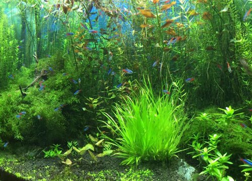 水草怎么养长得好长的快