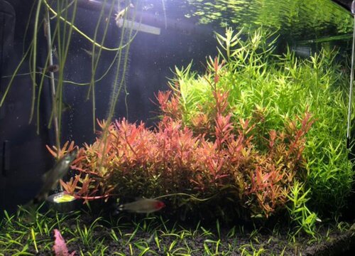 水草怎么养长得好长的快