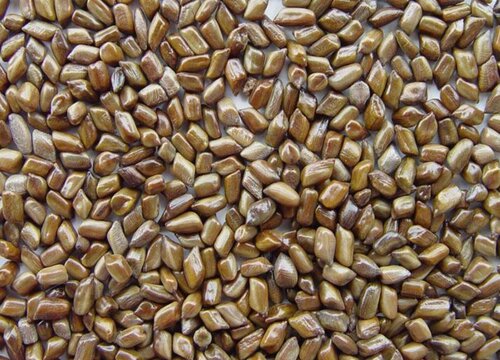 决明子是热性还是凉性