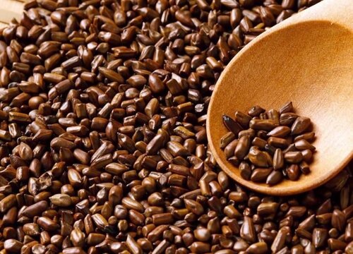 决明子是热性还是凉性