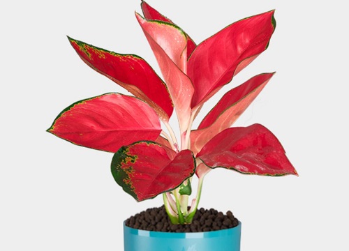 万年红花适合家里养吗