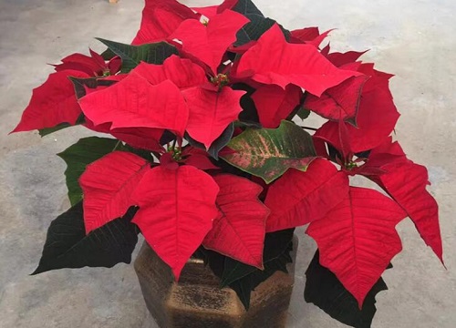 万年红花适合家里养吗