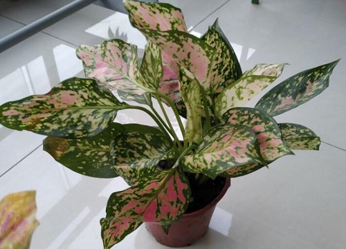 万年红花适合家里养吗