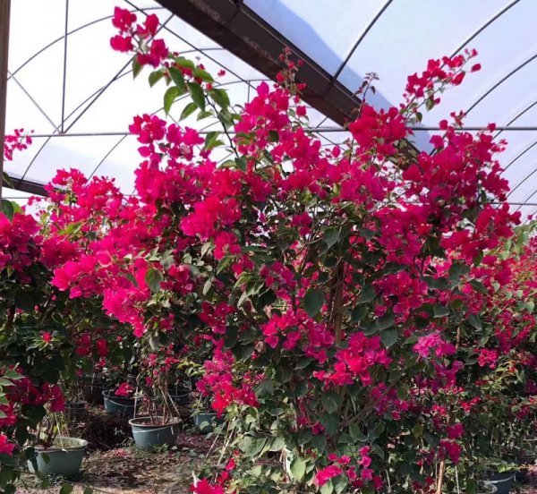 三角梅蓝月亮勤花吗