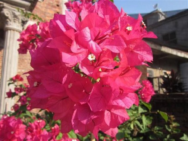 三角梅蓝月亮勤花吗