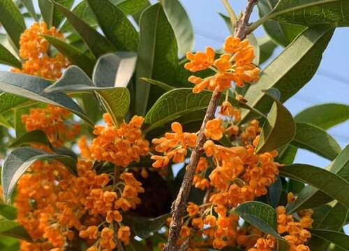 金桂什么季节开花