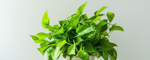 室内除甲醛植物有哪些