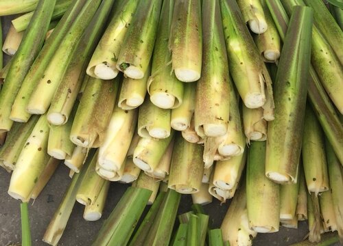 茭白亩产量多少斤