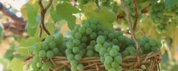 冬天葡萄盆栽怎么养