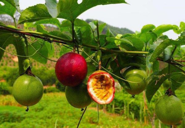 百香果不开花结果的原因