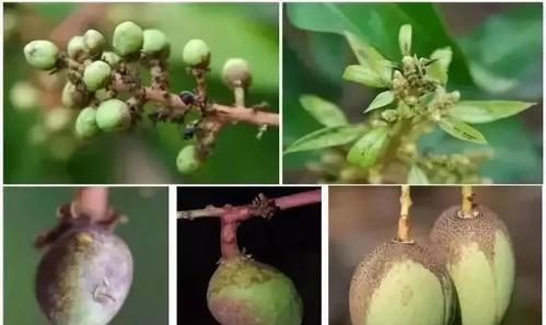 百香果不开花结果的原因