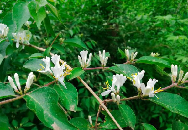 金银花叶子发黄是什么原因引起的