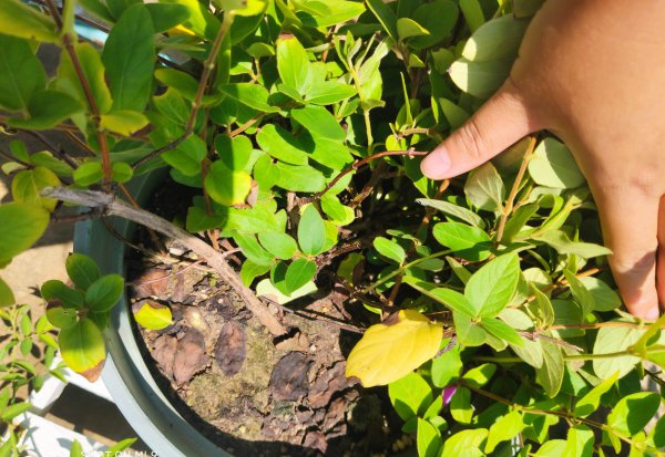 金银花叶子发黄是什么原因引起的