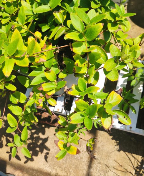 金银花叶子发黄是什么原因引起的