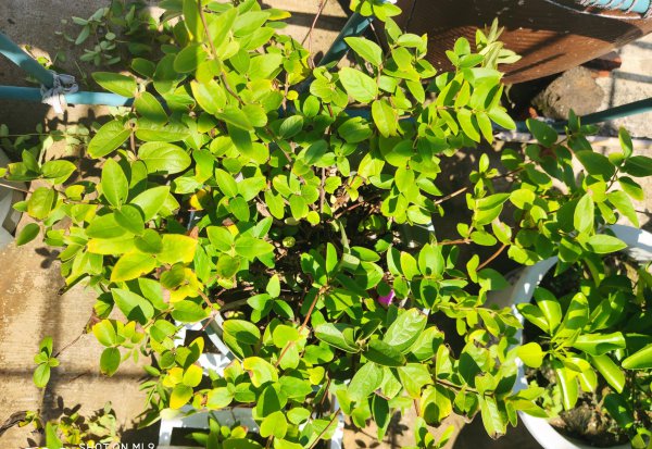 金银花叶子发黄是什么原因引起的