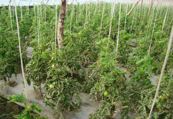 番茄病毒病的症状和治疗措施