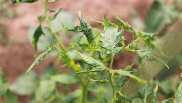 番茄病毒病的症状和治疗措施