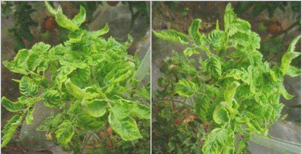 番茄病毒病的症状和治疗措施