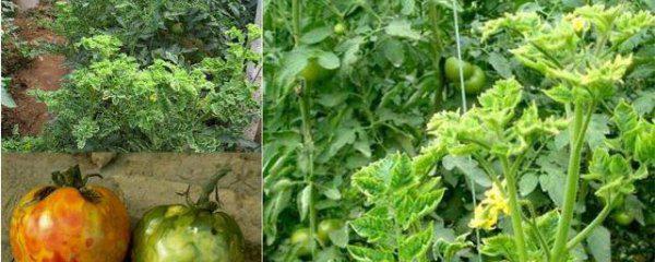 番茄病毒病的症状和治疗措施