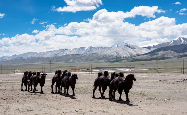 格尔木属于哪个省