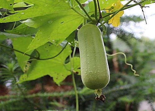 丝瓜可以水培吗