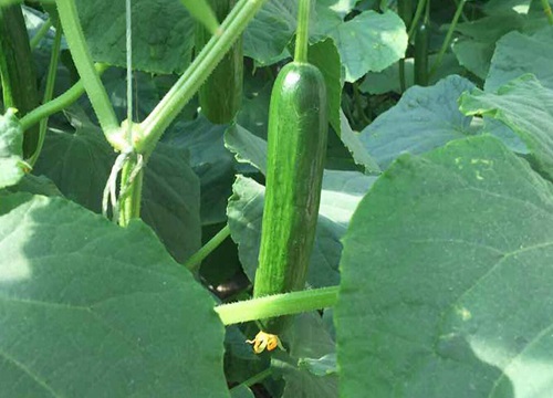 丝瓜可以水培吗