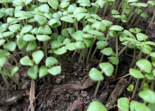 罗勒什么时候播种合适