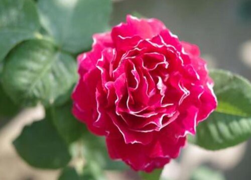 紫袍玉带月季花期是什么时候