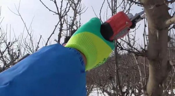 花椒树几月份修剪合适