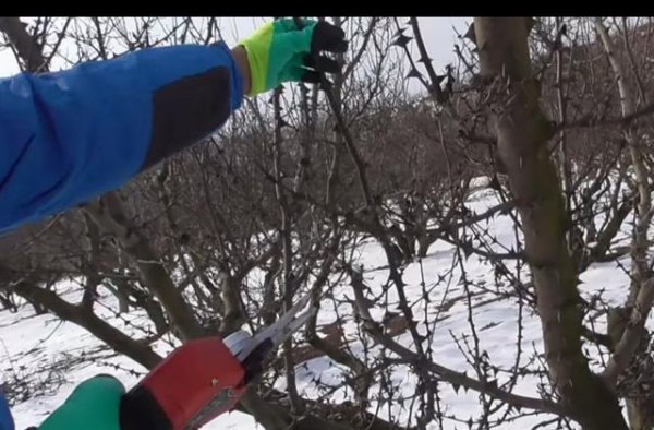 花椒树几月份修剪合适