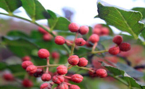 花椒树几月份修剪合适