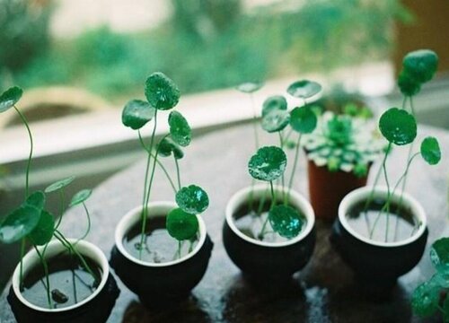 水培铜钱草很难长新叶是什么原因