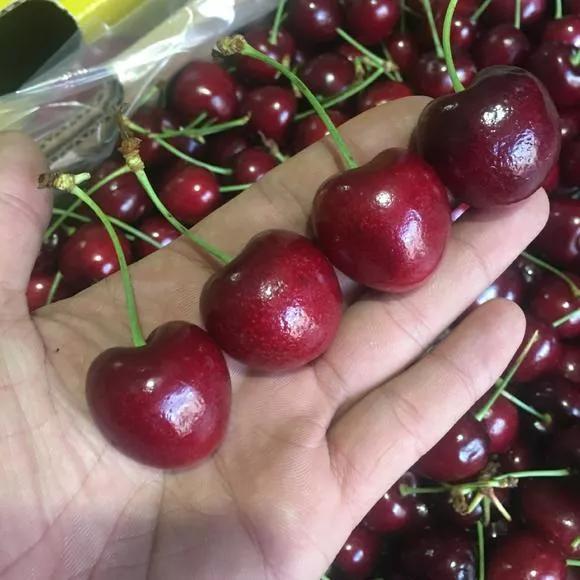 车厘子为什么卖得那么贵