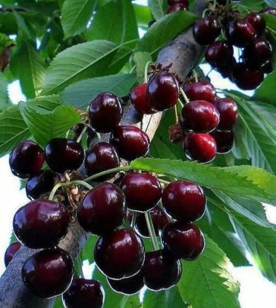 车厘子为什么卖得那么贵