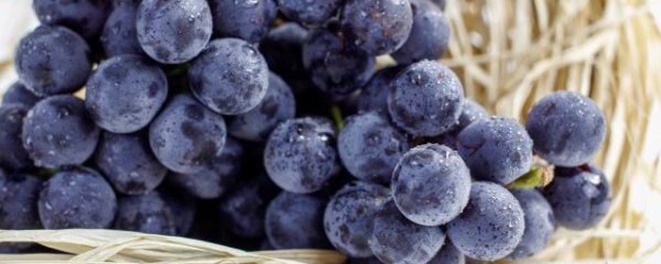 怎样挑选冬季葡萄品种