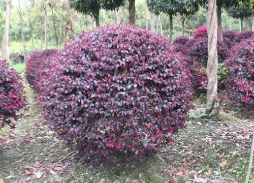 红继木是乔木还是灌木植物