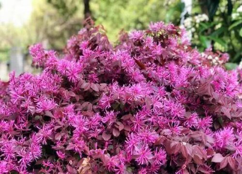 红继木是乔木还是灌木植物