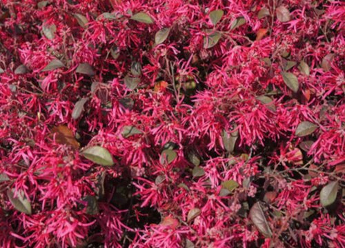 红继木是乔木还是灌木植物