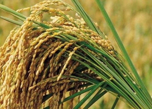 五常大米什么时候收割