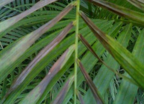 苏铁炭疽病的发病原因及治疗方法