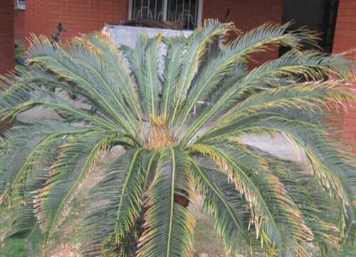 苏铁炭疽病的发病原因及治疗方法