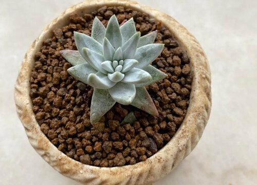 多肉长得慢是什么原因造成的