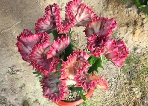 玉麒麟的风水作用及摆放