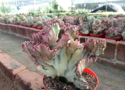 玉麒麟的风水作用及摆放