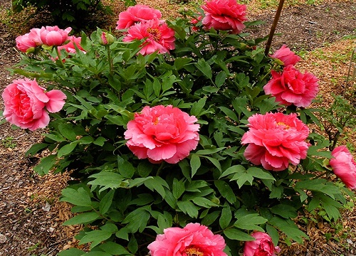 牡丹花谢了后怎么处理修剪