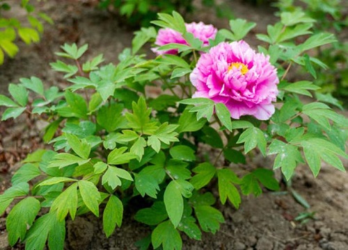 牡丹花谢了后怎么处理修剪