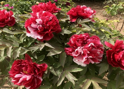 牡丹花谢了后怎么处理修剪