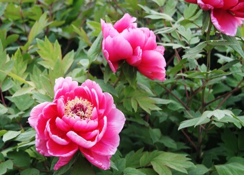 牡丹花谢了后怎么处理修剪