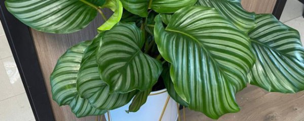 竹芋可以放卧室吗